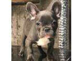 French Bulldog Puppy for sale in Hempstead, NY, USA