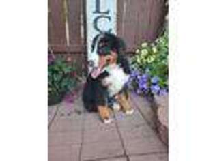 Bernese Mountain Dog Puppy for sale in Grabill, IN, USA