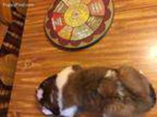 Saint Bernard Puppy for sale in Brownwood, TX, USA