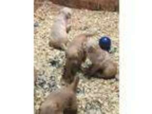 Golden Retriever Puppy for sale in Fostoria, OH, USA