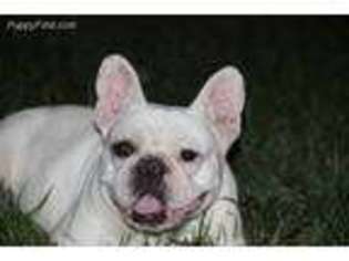 French Bulldog Puppy for sale in Carrollton, MO, USA