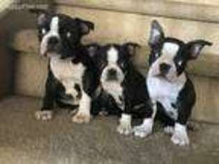 Boston Terrier Puppy for sale in Perris, CA, USA