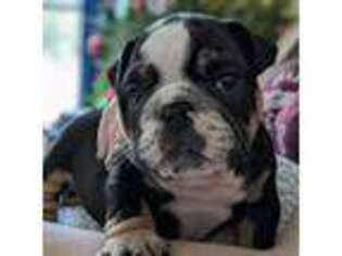 Bulldog Puppy for sale in Fort White, FL, USA