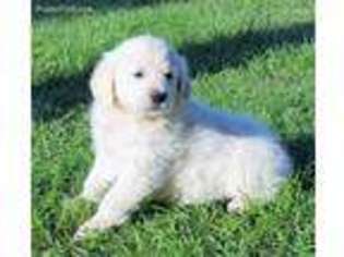 Mutt Puppy for sale in Knoxville, AR, USA