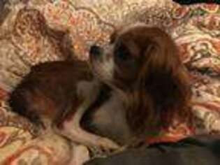 Cavalier King Charles Spaniel Puppy for sale in Dallas, NC, USA