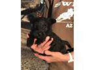 Scottish Terrier Puppy for sale in Eagar, AZ, USA