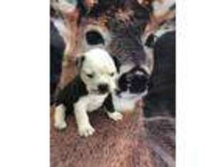 Olde English Bulldogge Puppy for sale in Livermore, CO, USA