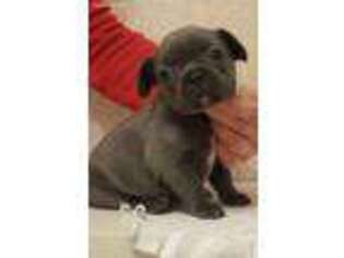 French Bulldog Puppy for sale in Newport, RI, USA