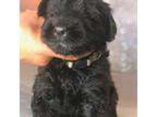 Black Russian Terrier Puppy for sale in Monroeville, PA, USA