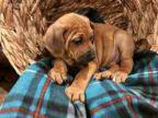 Rhodesian Ridgeback Puppy for sale in Marshall, TX, USA