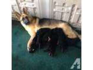 German Shepherd Dog Puppy for sale in PEARL CITY, HI, USA
