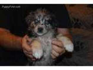 Australian Shepherd Puppy for sale in Fairmont, WV, USA