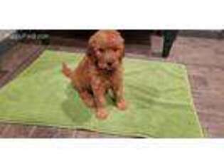 Goldendoodle Puppy for sale in Denton, TX, USA