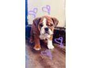 Bulldog Puppy for sale in Greeley, CO, USA
