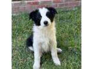 Border Collie Puppy for sale in Long Beach, CA, USA