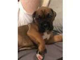 Boxer Puppy for sale in Thomasville, NC, USA