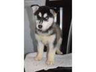 Siberian Husky Puppy for sale in Middlebury, IN, USA