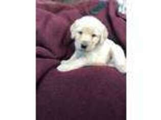 Labradoodle Puppy for sale in Harrisonburg, VA, USA