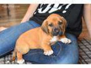 Rhodesian Ridgeback Puppy for sale in Monroe, WA, USA