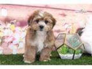Shorkie Tzu Puppy for sale in Atlanta, GA, USA
