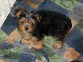Yorkshire Terrier Puppy for sale in Springfield, OH, USA