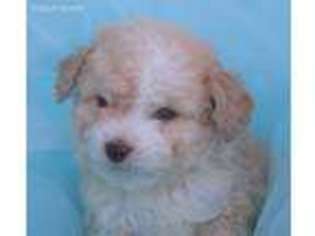 Mutt Puppy for sale in Banks, OR, USA
