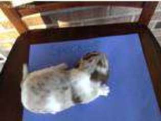 Dachshund Puppy for sale in Olney, IL, USA