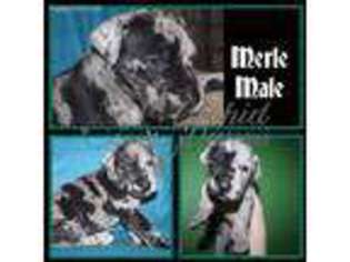 Great Dane Puppy for sale in Delton, MI, USA