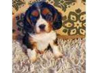 Beagle Puppy for sale in Albany, OR, USA