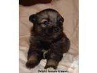 Mutt Puppy for sale in ASTORIA, OR, USA