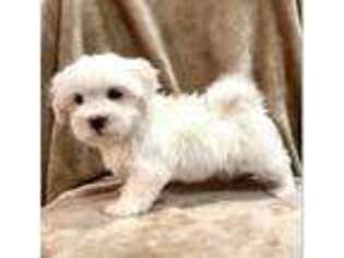 Maltese Puppy for sale in Noblesville, IN, USA