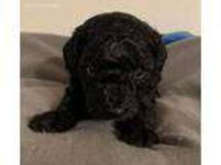 Mutt Puppy for sale in Howe, OK, USA