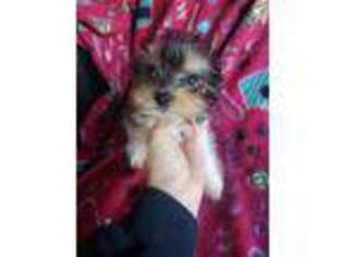 Yorkshire Terrier Puppy for sale in Farley, IA, USA