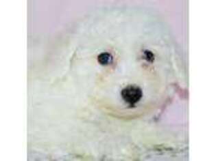 Bichon Frise Puppy for sale in Anderson, MO, USA