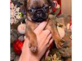 Brussels Griffon Puppy for sale in Ridgewood, NY, USA
