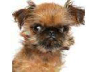 Brussels Griffon Puppy for sale in Wheeling, IL, USA