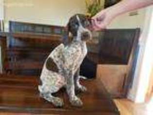 German Shorthaired Pointer Puppy for sale in Albemarle, NC, USA