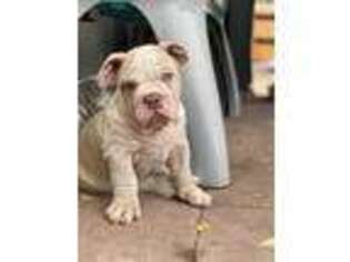 Bulldog Puppy for sale in Vallejo, CA, USA