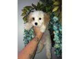 Cavachon Puppy for sale in Belding, MI, USA