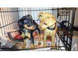 Miniature Pinscher Puppy for sale in BROOKLYN, NY, USA