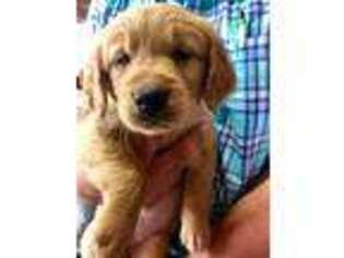 Golden Retriever Puppy for sale in Noble, IL, USA