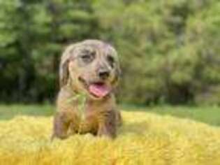 Dachshund Puppy for sale in Danville, KY, USA