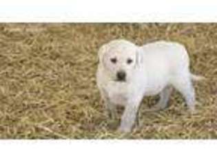 Labrador Retriever Puppy for sale in Santa Fe, NM, USA