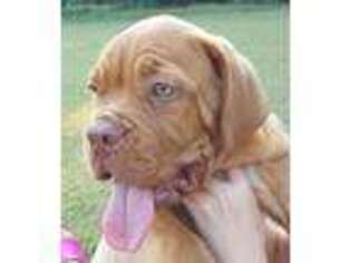 Mastiff Puppy for sale in Scurry, TX, USA