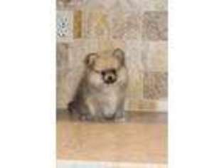 Pomeranian Puppy for sale in La Monte, MO, USA