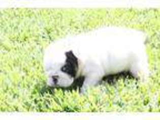 Bulldog Puppy for sale in BANNING, CA, USA