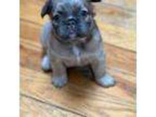 French Bulldog Puppy for sale in Batavia, IL, USA