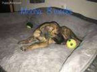 Great Dane Puppy for sale in Quantico, VA, USA