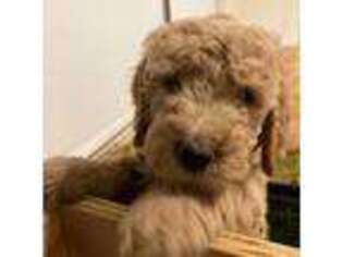 Goldendoodle Puppy for sale in Katy, TX, USA