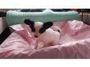 Papillon Puppy for sale in Lockesburg, AR, USA